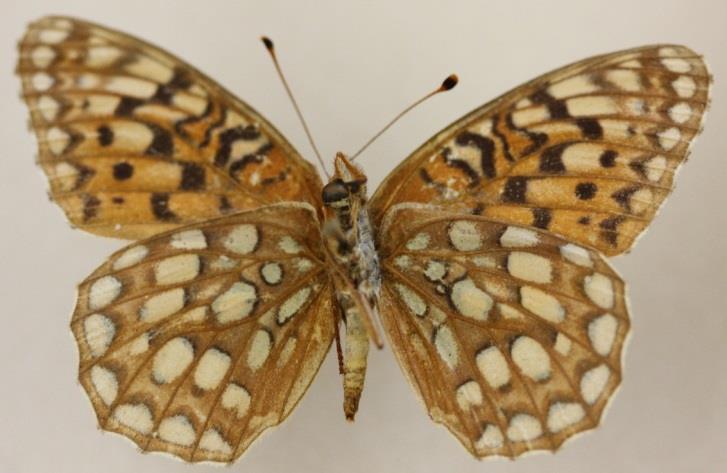 Wings longer than S. callipe. May-Sept., peak June, Aug. S. c. coronis: found sparsely in Siskiyous; heavier black marks and darker discs; somewhat larger and darker above and below than nominate.