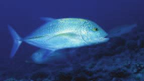 Acanthuridae (Surgeonfishes) Holocentridae
