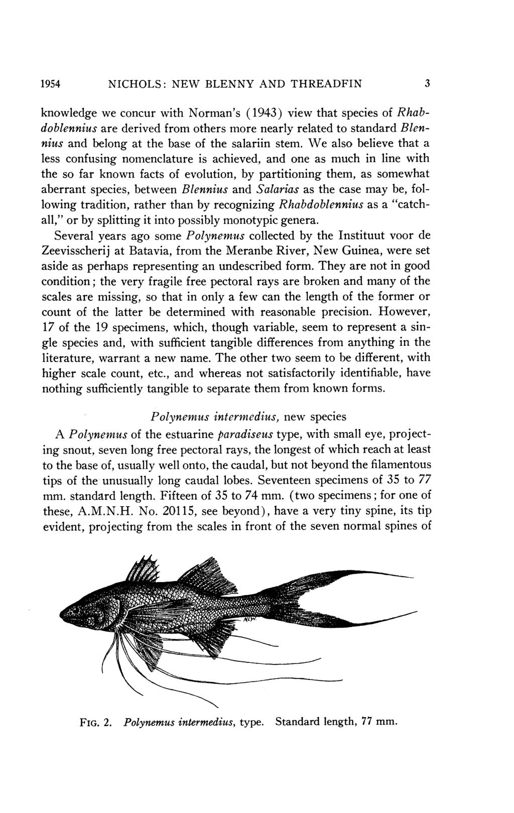 1954 NICHOLS: NEW BLENNY AND THREADFIN 3 knowledge we concur with Norman's (1943) view that species of Rhabdoblennius are derived from others more nearly related to standard Blennius and belong at