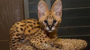 The trade of the barbary serval is now regulated by international law and people are trying to ban hunting the animal for its fur.