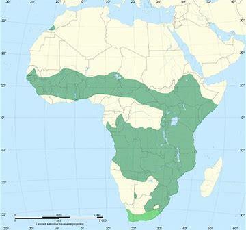 Africa, where they are mostly found in South, East and West Africa.