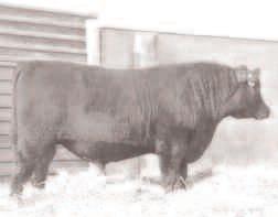 He remains the proven choice for conversion-oriented cattle with exceptional fertility and balanced carass merit.