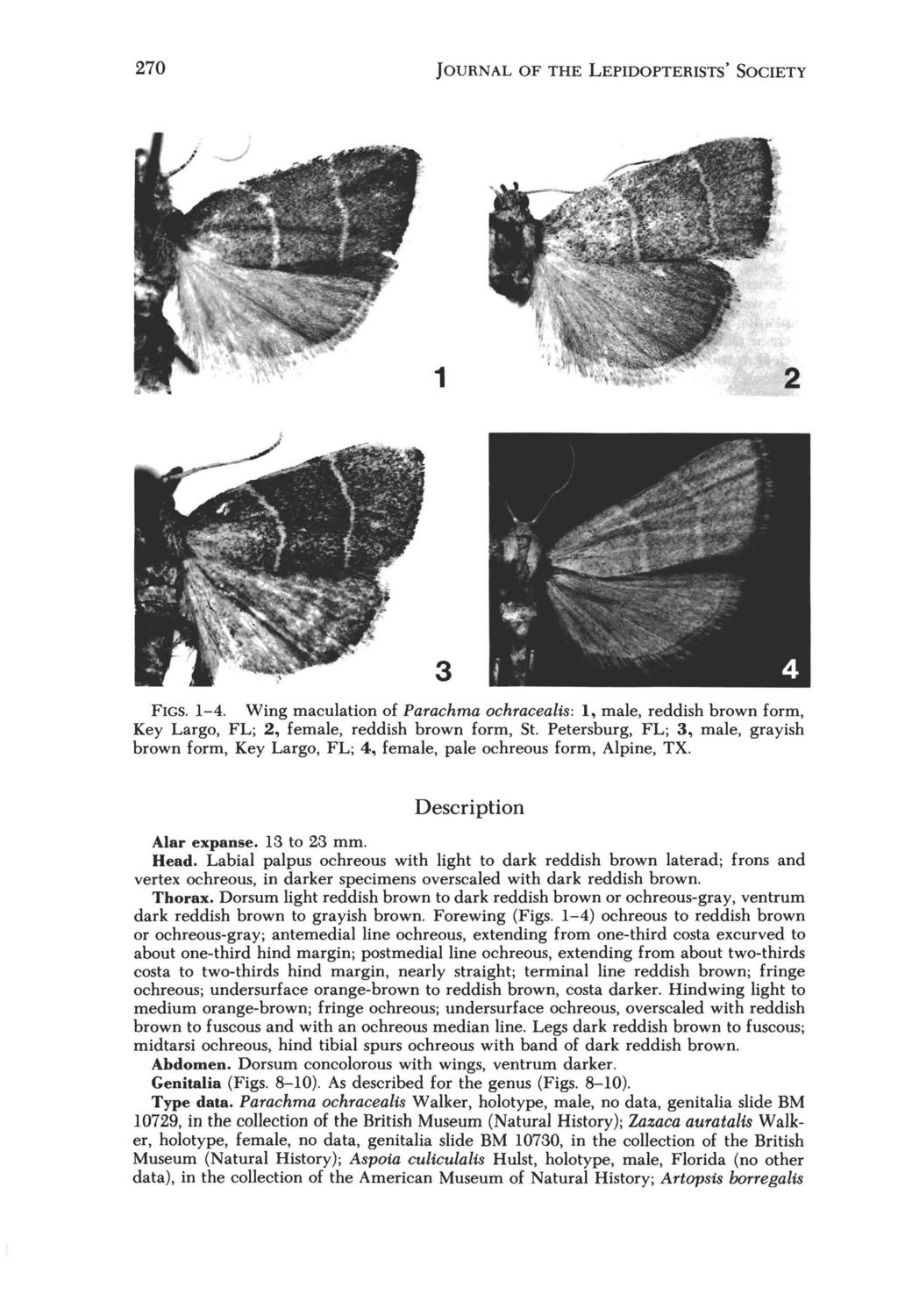 270 JOURNAL OF THE LEPIDOPTERISTS' SOCIETY 1 2 3 FIGS. 1-4. Wing maculation of Parachma ochracealis: I, male, reddish brown form, Key Largo, FL; 2, female, reddish brown form, St.