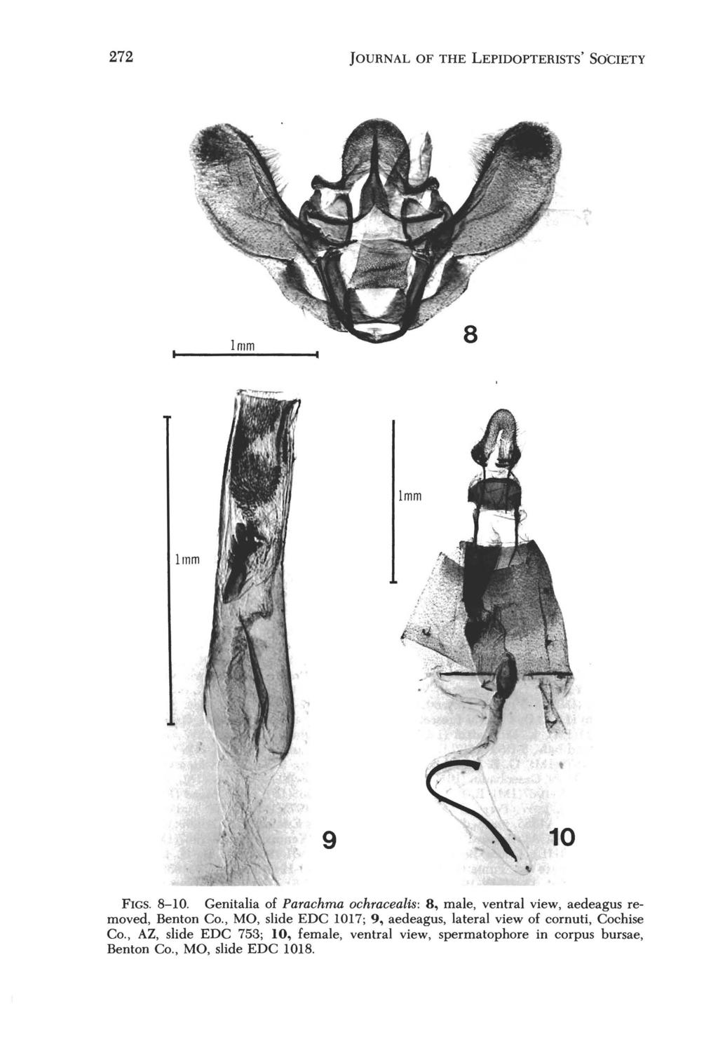 272 JOURNAL OF THE LEPIDOPTERISTS' SOCIETY 9 FIGS. 8-10. Genitalia of Parachma ochracealis: 8, male, ventral view, aedeagus removed, Benton Co.