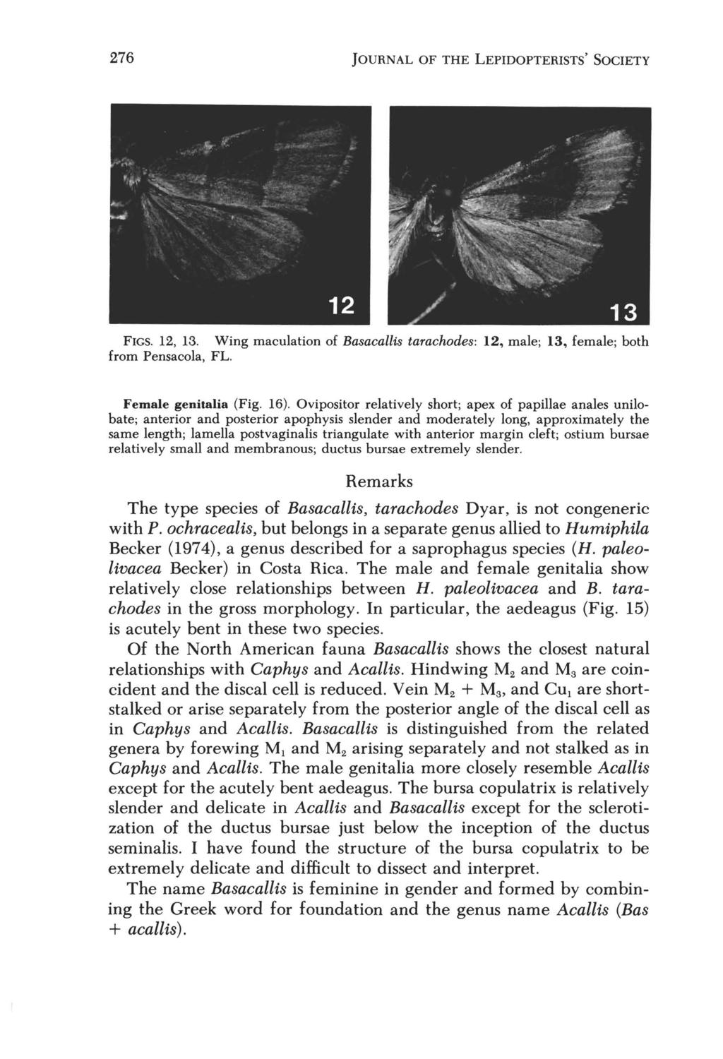 276 JOURNAL OF THE LEPIDOPTERISTS' SOCIETY FIGS. 12, 13. Wing maculation of Basacallis tarachodes: 12, male; 13, female; both from Pensacola, FL. Female genitalia (Fig. 16).