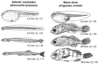 Larval stage Species specific
