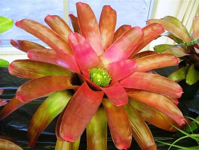 Bromeliad Guild of Tampa Bay Newsletter September, 2010 President s Message Our many thanks go to Dennis Cathcart for the