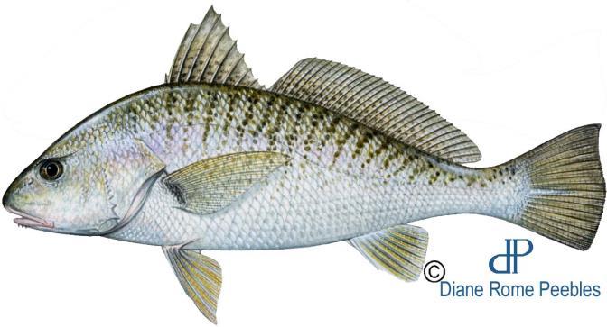 Atlantic croaker, Micropogonias undulatus (Linnaeus, 1766) Although Atlantic croaker occur throughout much of Florida, they are seldom found south of Tampa Bay on the gulf coast or south of the