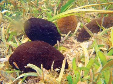 overfishing sea cucumber resources across their geographical
