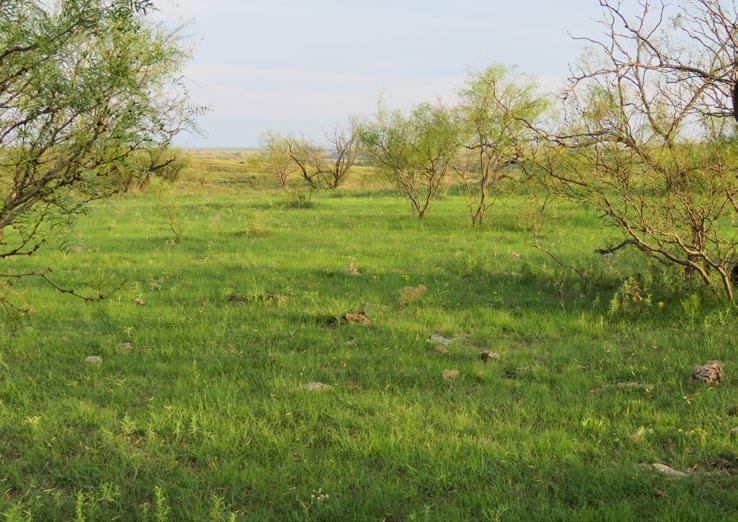 The ranch topography consists of mostly rolling native grassland with several scenic tree lined