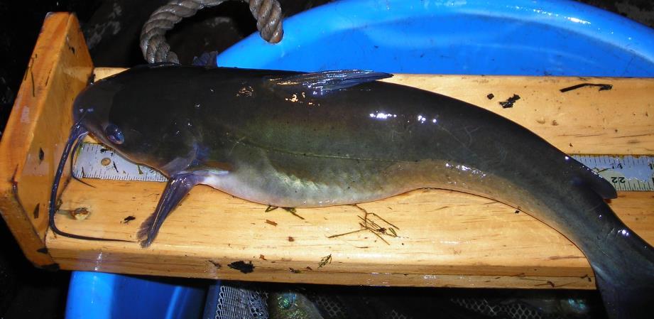 Young-of-the-year channel catfish are normally eliminated by largemouth bass and other predators leading to little or no recruitment into the population.