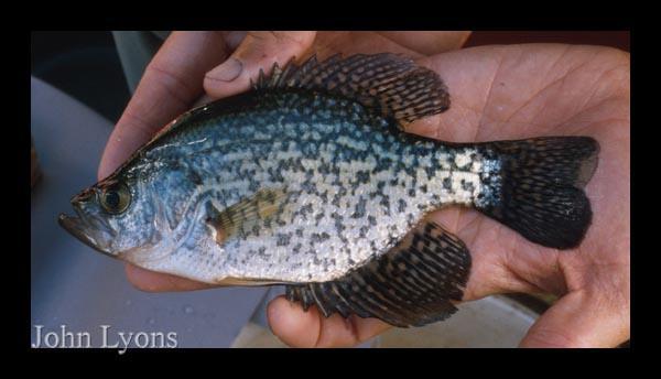 November 2015-17 - Redear sunfish Redear sunfish was the fourth most abundant species collected (12.06%), and ranked third by weight (14.17%). A total of 17 redear sunfish ranging in size from 6.