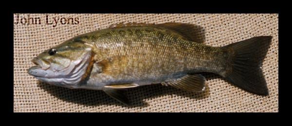 November 2015-18 - Figure 23. Photograph of smallmouth bass, Micropterus dolomieu.