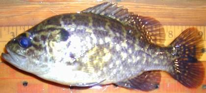 November 2015-24 - single gizzard shad and grass carp were also collected. The gizzard shad population appears low; however, this species has a very high reproductive potential. Figure 30.