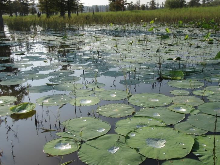 water events. Some patches of American Lotus (right, bottom) that have colonized in Hurricane Creek in recent years have become a favorite target of bass anglers.