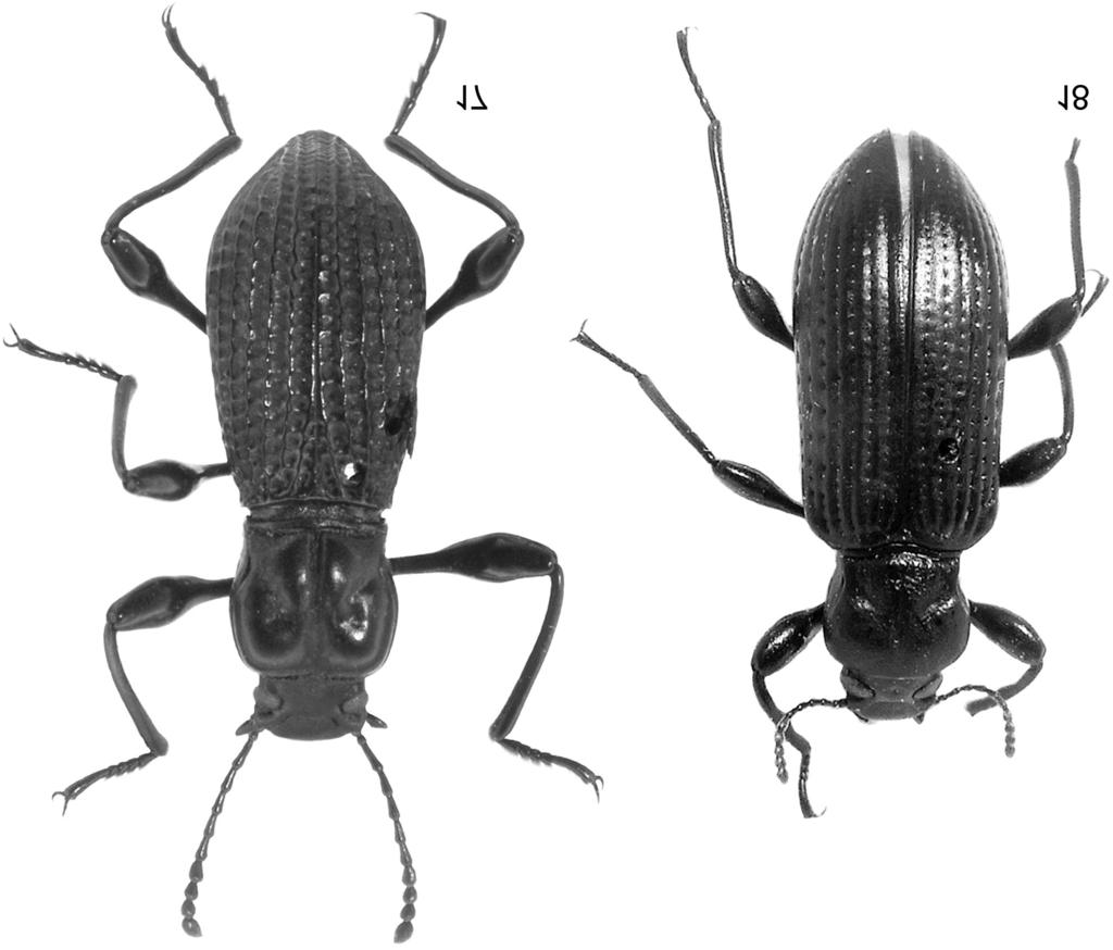 THE GENUS HEXARHOPALUS (COLEOPTERA, TENEBRIONIDAE: CNODALONINI) IN CHINA 29 transverse, covered with long yellow setae anteriorly and laterally. Antennae (Fig. 14) slightly filiform, 1.15 1.21 (1.