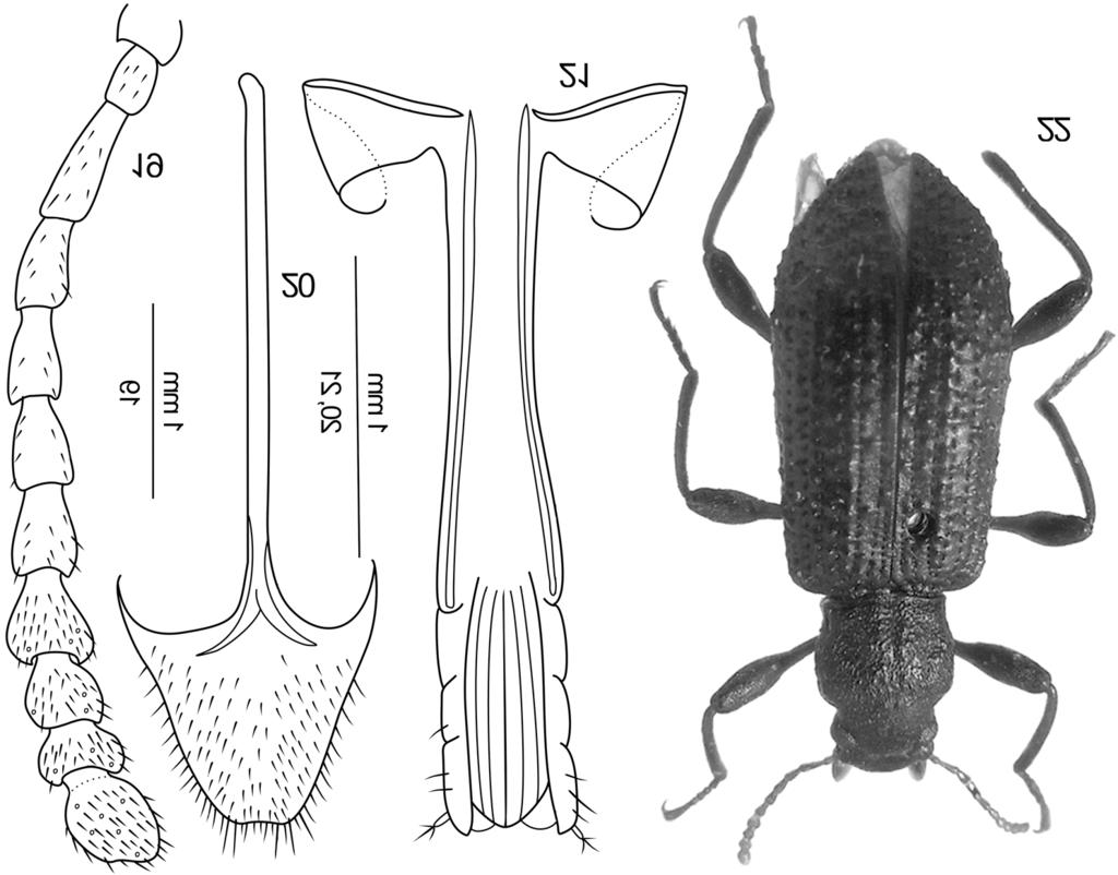 THE GENUS HEXARHOPALUS (COLEOPTERA, TENEBRIONIDAE: CNODALONINI) IN CHINA 31 Description. Female (Fig. 22). Body elongate (length 10.5 mm, width 3.