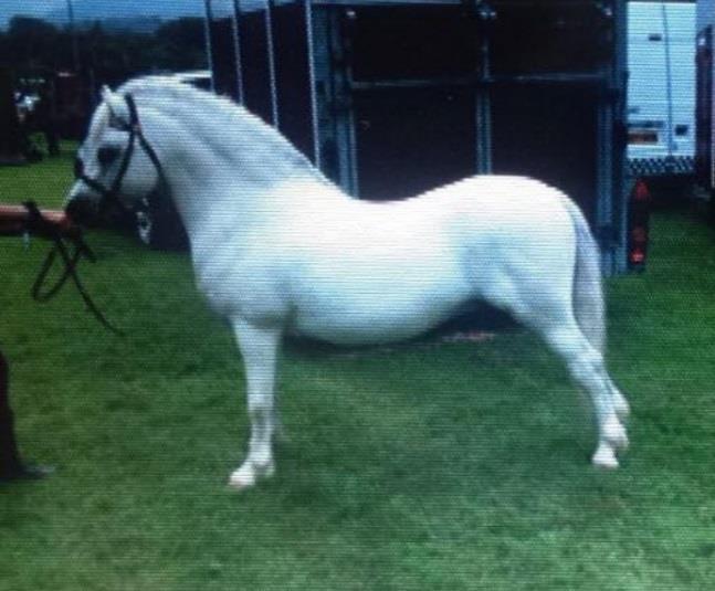 A real genuine stallion Lot 21 Danaway Blackjacks Sec.D A Barlow Black Gelding 2010 15hh Sire.
