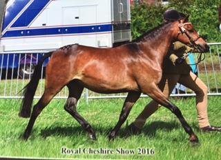 Lot 5 Royal Sparkling Pickles WPBR Cliffvilla Stud Dark Bay 9 year old Mare 12hh Sire: Rotherwood Toy Symphony Dam: Hollyhedge Sweetie 4 th Place Royal Cheshire County Show 2016.