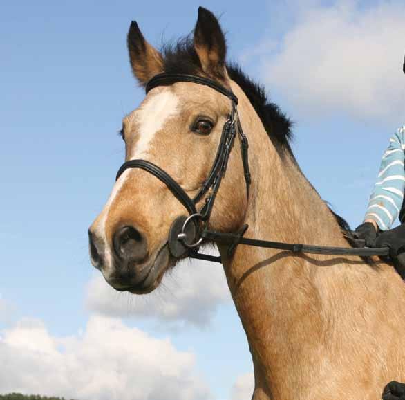 Correctly fitting tack Tack is a term used to describe the bridle, saddle and accessories worn by a horse. There are numerous types and makes of saddles and bridles.