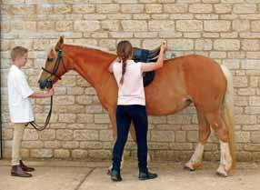 The size and shape of the mouth varies from horse to horse and, together with other factors (such as the individual s age and level of schooling), needs to be taken into consideration when selecting