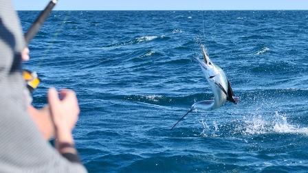 This all comes in time for the 27 th 31 st July Broome Billfish Classic, a 10kg line class comp.