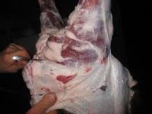 incidents) and all hunted wild boars within infected area are subject to laboratory tests for ASF; Hunters should process