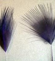 HACKLE AND CAPES Price: $4.