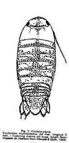Order Isopoda Bopyridae: Parasitic on decapod crustaceans. Environmental sex determination. Extreme sexual dimorphism of a different kind.