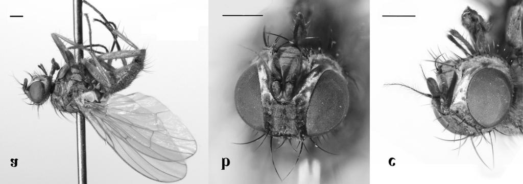 ENTOMOL. FENNICA Vol. 22 First records of two muscoid females 275 camera coupled with the stereoscopic microscope and fed into Helicon Focus for Windows, to compose images with more field depth.