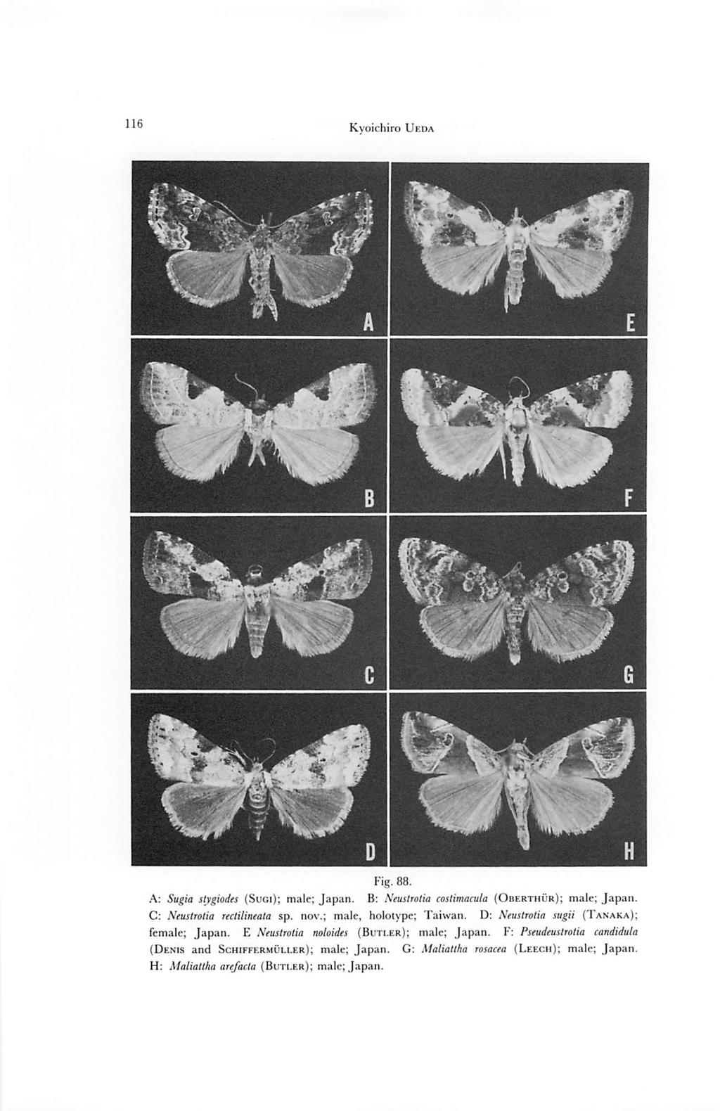 116 Kyoichiro Ueda Fig. 88. A: Sugia stygiodes (Sugi); male; Japan. B: Neustrotia costimacula (Oberthur); male; Japan. C: Neustrotia rectilineata sp. nov.; male, holotype; Taiwan.