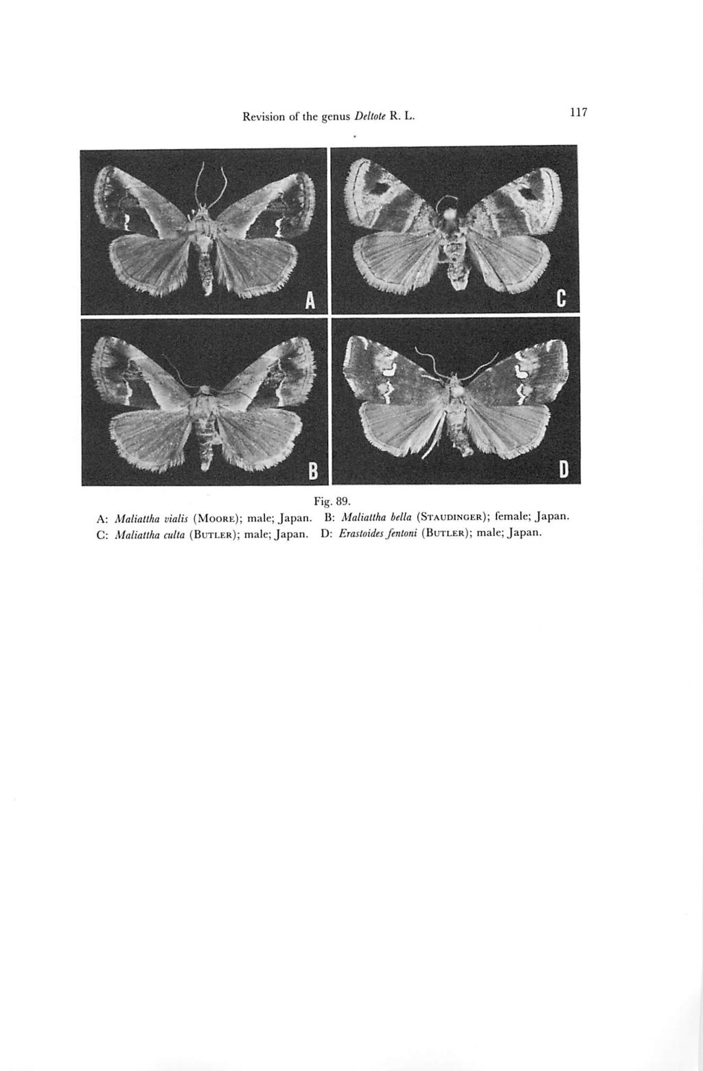 Revision of the genus Deltote R. L. 117 Fig. 89. A: Maliattha vialis (Moore); male;japan.