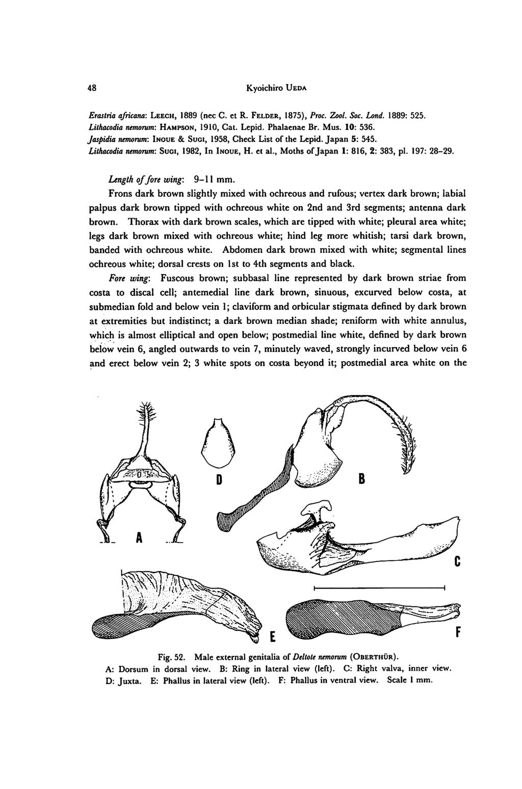 48 Kyoichiro Ueda Erastria africana: Leech, 1889 (nee C. et R. Felder, 1875), Proc. Zool. Soc. Land. 1889: 525. Lithacodia nemorum: Hampson, 1910, Cat. Lepid. Phalaenae Br. Mus. 10: 536.