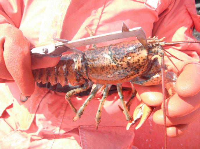 It was believed that these regulations would help reduce the exploitation rate and eventually increase the abundance of the American lobster in Newfoundland.