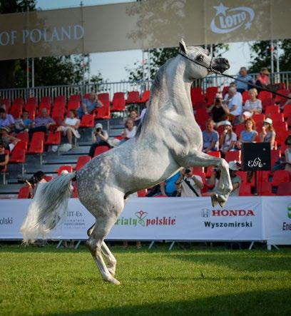 The best son of his sire, but also his dam Among the male get of the American sire Enzo, who was available in Poland by means of frozen semen, Empire is the number one in Poland today, though Janów s