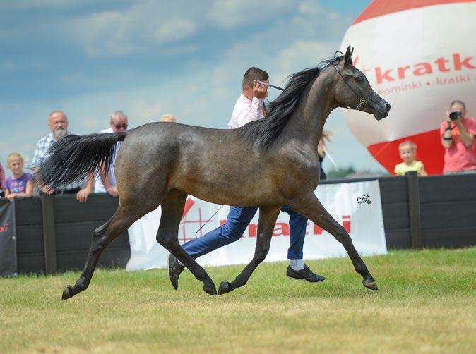a Polish National Senior Reserve Champion Mare (2012) and a silver medallist from Sharjah (2015); in 2013 she was the record seller of the Pride of Poland auction, sold to Ajman (UAE) for half a