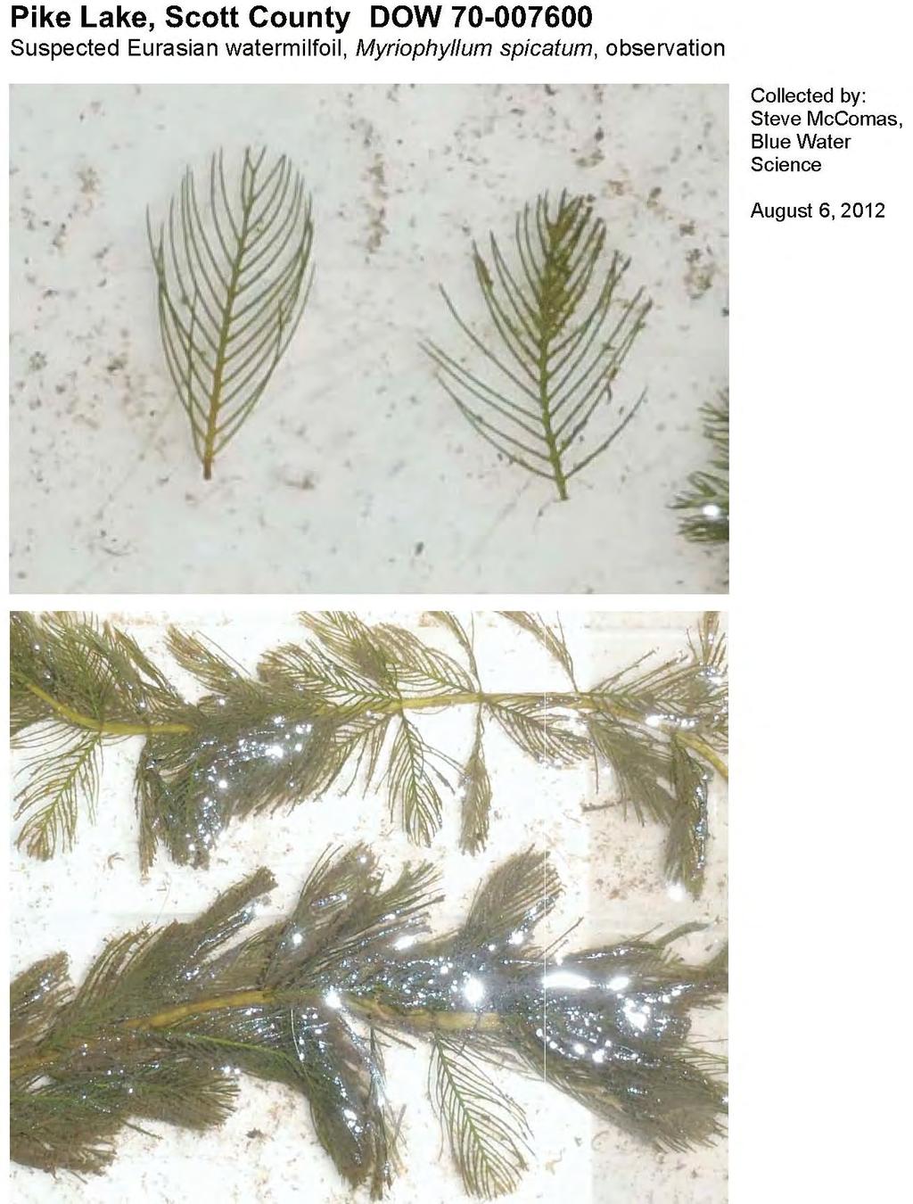 APPENDIX Eurasian Watermilfoil Was Collected from a Site North of
