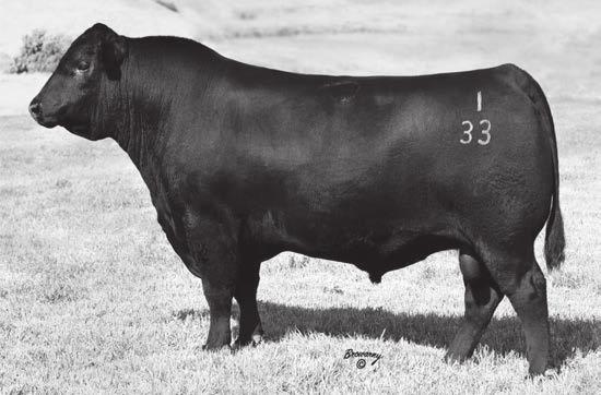 Reference Sires TOP GENETICS IN THE ANGUS BREED.