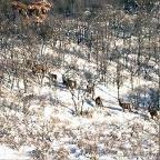 HUNT ID: 5074-G-L-1395-ElkMDeer-CO-521-ON2IAPA-TSMA3NHUN-1JB-Cabin or Drop Camp With a higher than average success rate, an outfitter with a top notch set of experienced guides and a