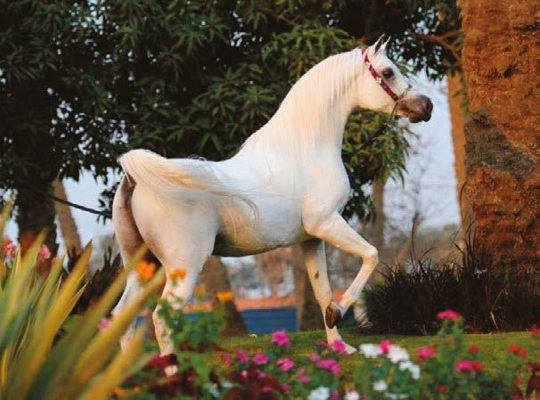 This stallion did not just appear out of thin air, as the result of a genetic accident he is a product of one of the most successful breeding concepts of the last 30 years, developed in Al Rayyan