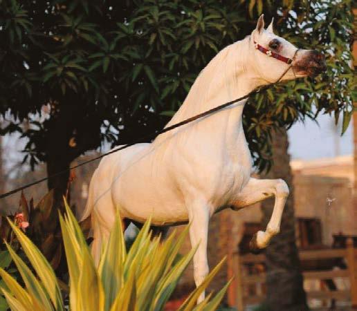 The farm founder, Sheikh Abdul Aziz Al Thani, had a clear-cut vision about how to put his ideas on maintaining and improving the noble Arabian horses from the Nejd Abbas Pasha s horses, who had been