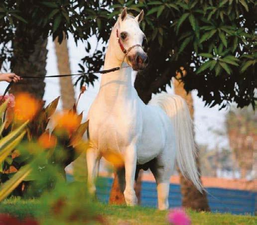 Until a few years ago, his band of Straight Egyptian broodmares, assembled from the most famous breeding farms, was unique in the world of Arabian horse breeding.