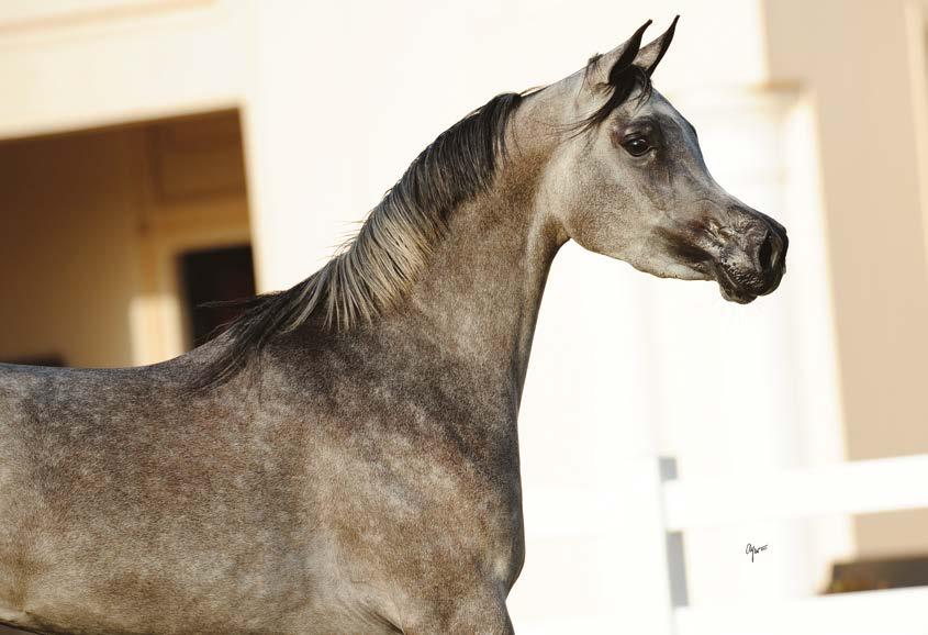 The extremely exotic Sherifa Al Gabry (Jamil Al Rayyan x Al Muntaha Shareefa) TB Fayza (Jamil Al Rayyan x TB Helwa) the stallion carousel kept on turning even for Jamil Al Rayyan, who was sold on.