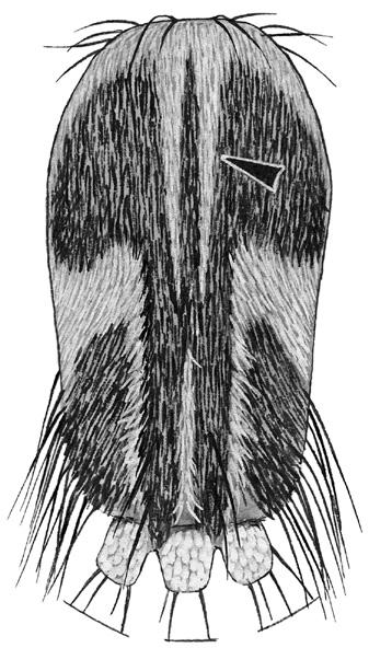 acrostrichal area 1. Tibiae without white bands 2.