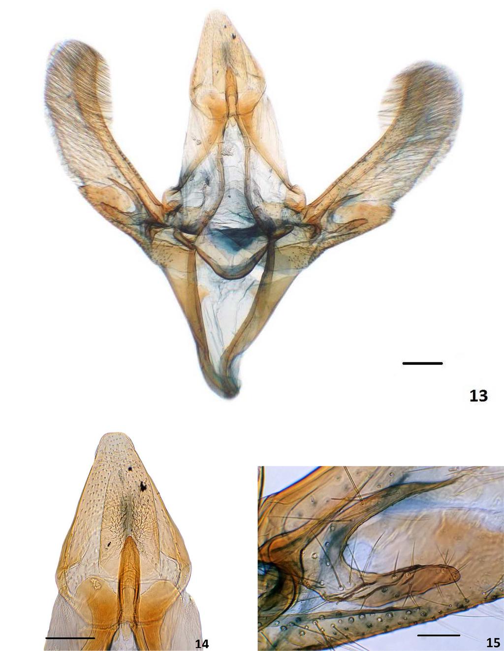 8 Insecta Mundi 0654, August 2018 Cepeda Figures 13 15. Passadena mistralae n. sp. male genitalia.