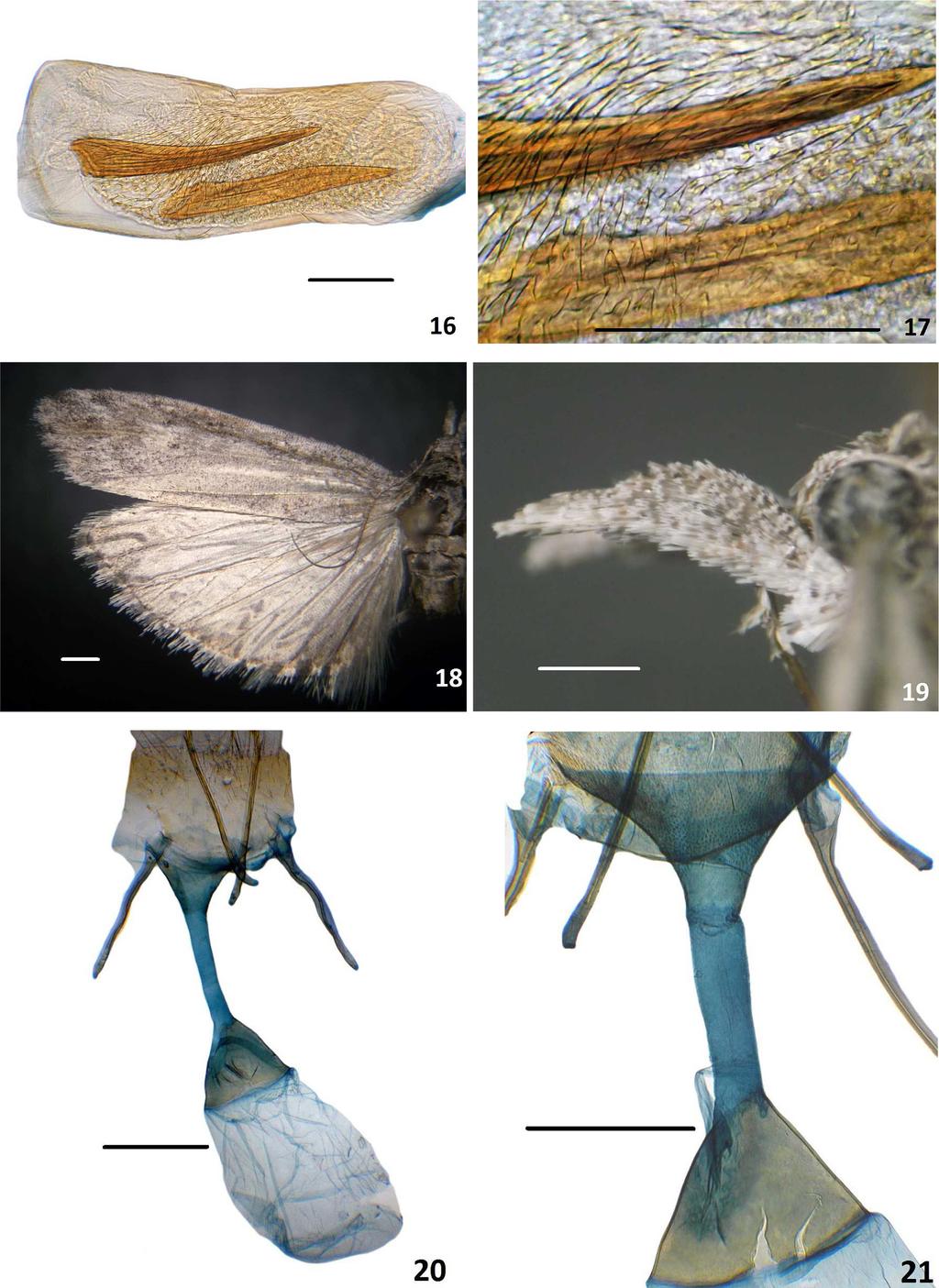Chilean Phycitinae Insecta Mundi 0654, August 2018 9 Figures 16 17. Passadena mistralae n. sp. male genitalia. 16) Phallus 17) Micro spines on vesica.