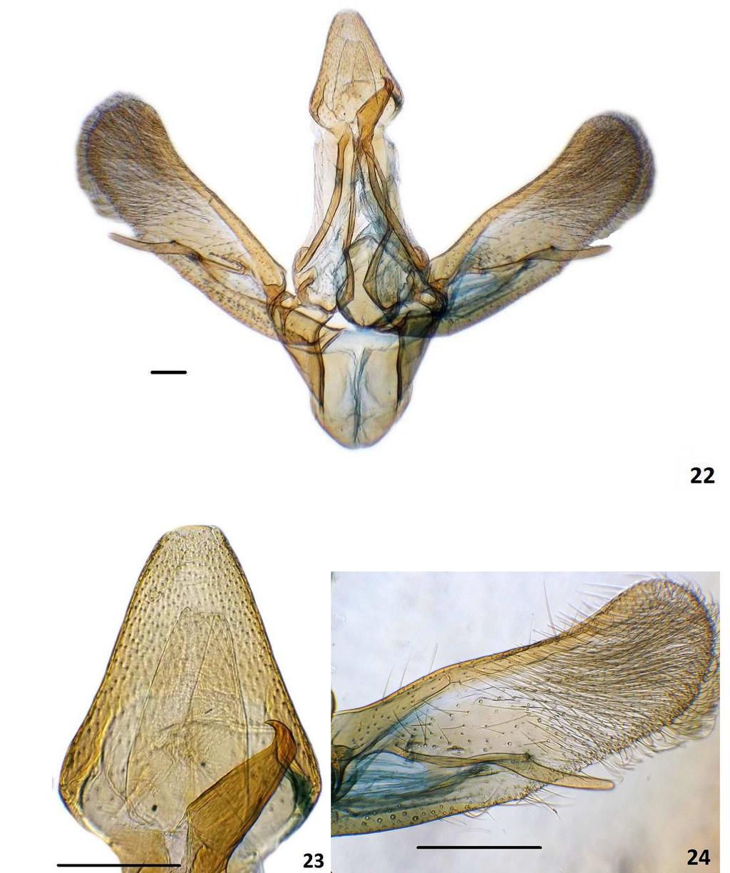 10 Insecta Mundi 0654, August 2018 Cepeda Figures 22 24. Ragonotia campodonicoi n. sp.