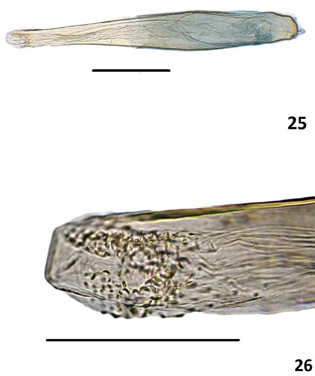 Chilean Phycitinae Insecta Mundi 0654, August 2018 11 Figures 25 26.