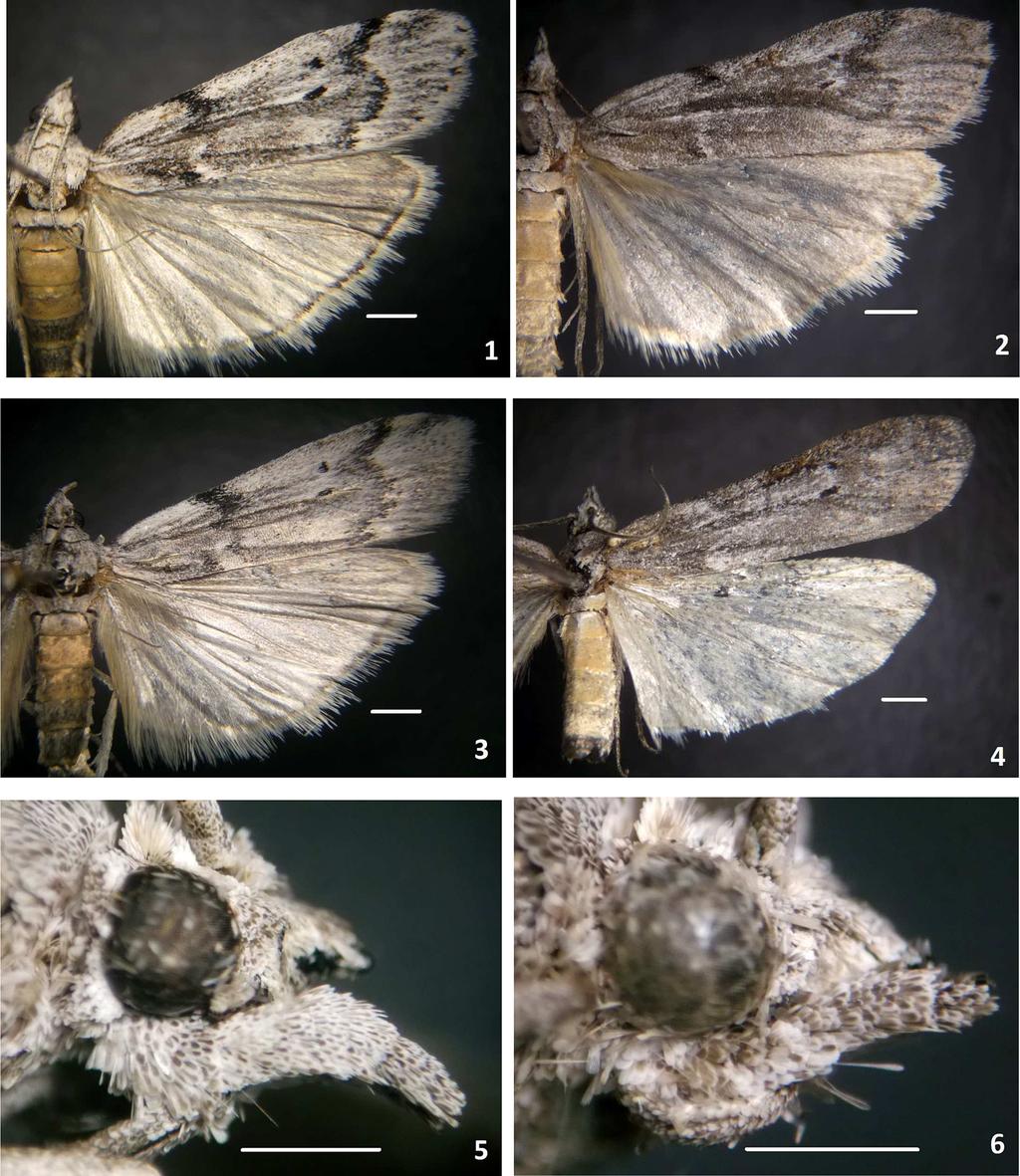6 Insecta Mundi 0654, August 2018 Cepeda Figures 1 6. Passadena mistralae n. sp. habitus.