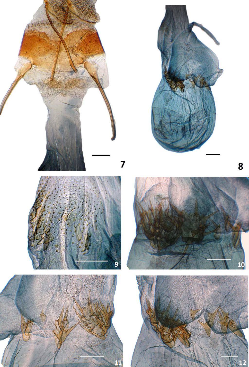 Chilean Phycitinae Insecta Mundi 0654, August 2018 7 Figures 7 12. Passadena mistralae n. sp. female genitalia.